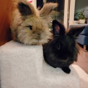 Meet your Posher, Julie